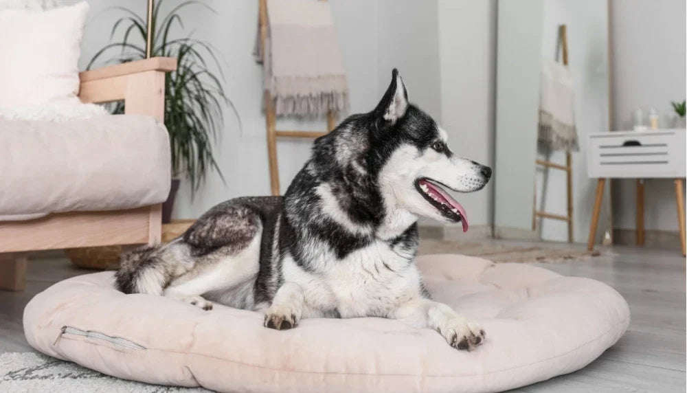 Bicarbonato de sodio para eliminar el mal olor de la cama de perros