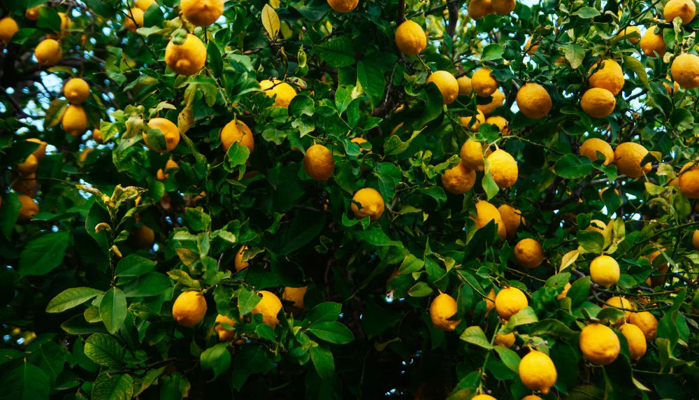 Sulfato de magnesio para cítricos: hojas amarillas en limoneros, naranjos y mandarinos